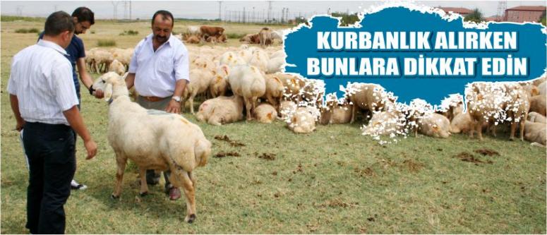 Kurbanlık Alırken Bunlara Dikkat Edin