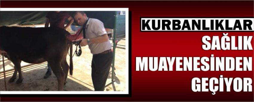 Kurbanlıklar Sağlık Muayenesinden Geçiyor