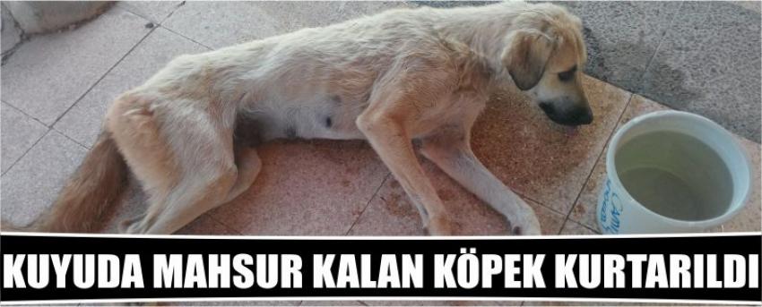 Kuyuda Mahsur Kalan Köpek Kurtarıldı