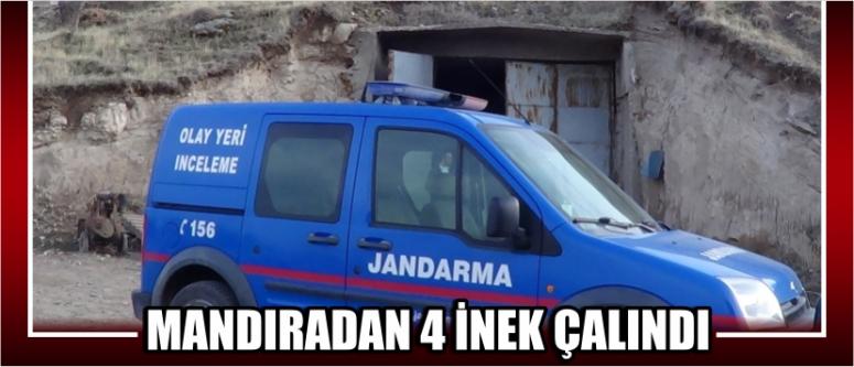 Mandıradan 4 İnek Çalındı