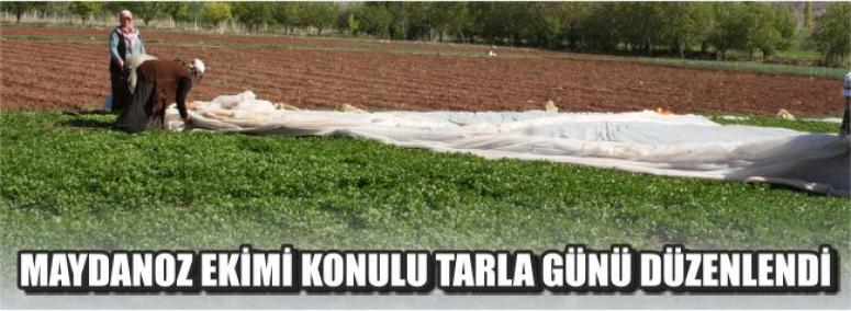 Maydanoz Ekimi Konulu Tarla Günü Düzenlendi