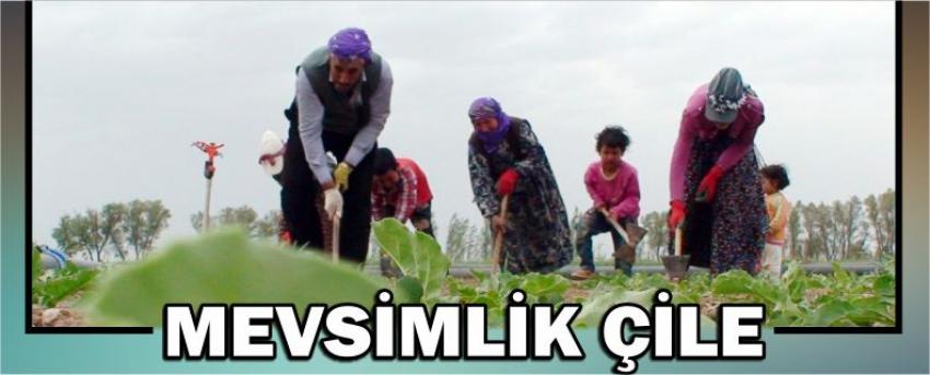 Mevsimlik Çile