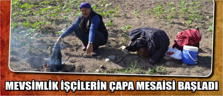 Mevsimlik İşçilerin Çapa Mesaisi Başladı