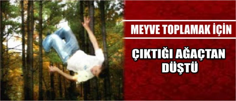 Meyve Toplamak İçin Çıktığı Ağaçtan Düştü