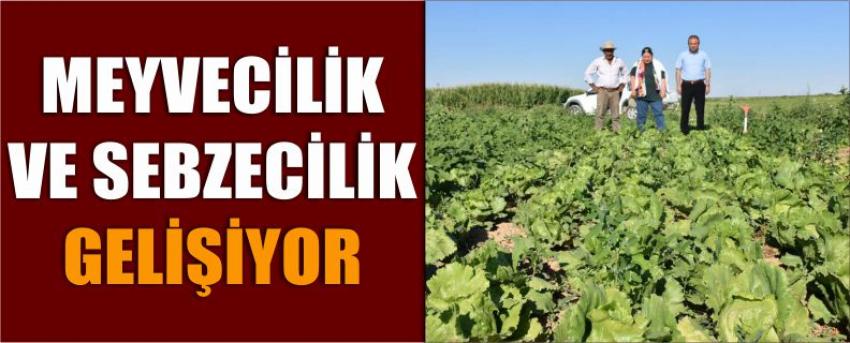 Meyvecilik Ve Sebzecilik Gelişiyor