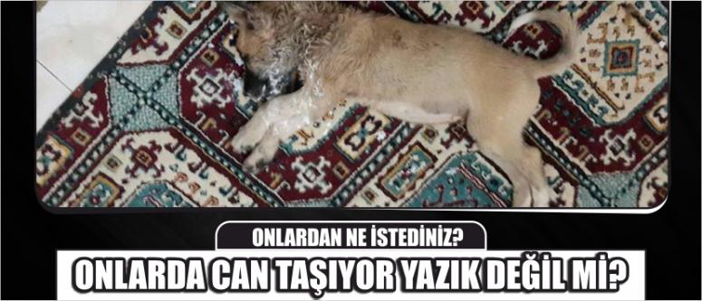 Onlardan Ne İstediniz?