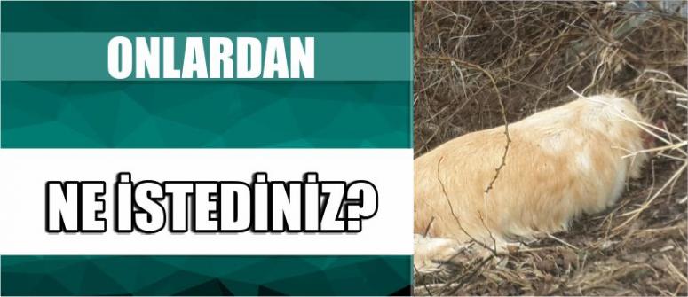 Onlardan Ne İstediniz ?