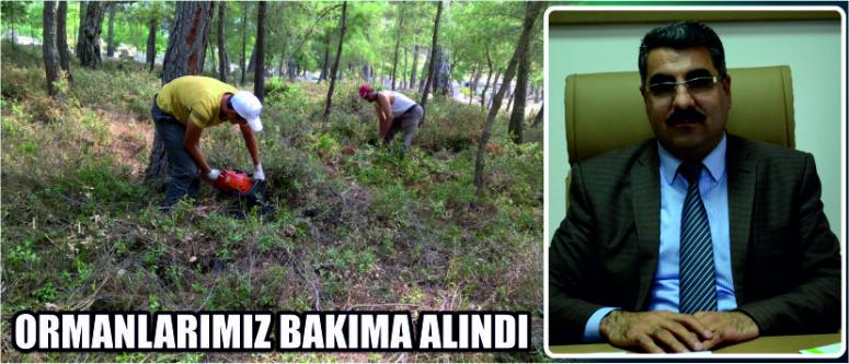  Ormanlarımız Bakıma Alındı