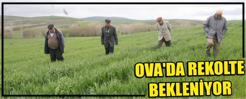 Ova’da Rekolte Bekleniyor