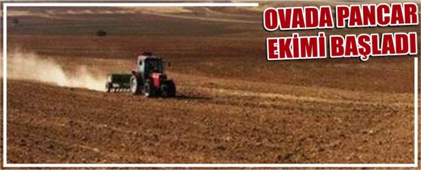 Ovada Pancar Ekimi Başladı