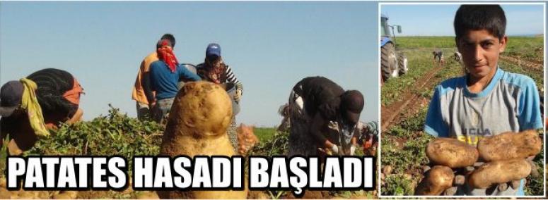 Patates Hasadı Başladı