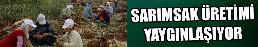 Sarımsak Üretimi Yaygınlaşıyor 