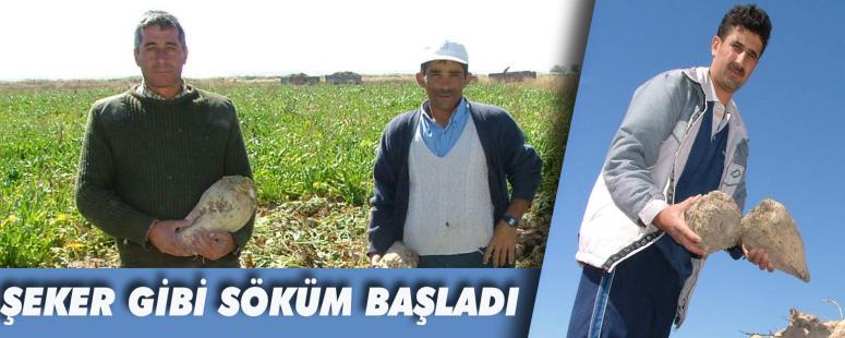 Şeker Gibi Söküm Başladı
