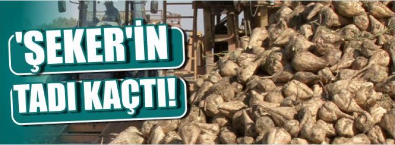 ‘Şeker’in Tadı Kaçtı!