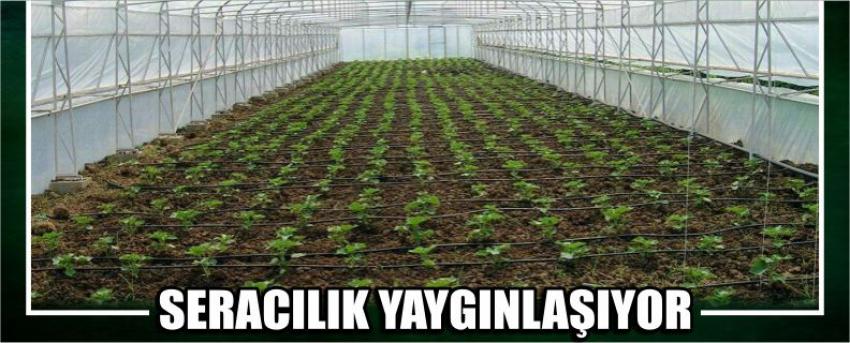 Seracılık Yaygınlaşıyor