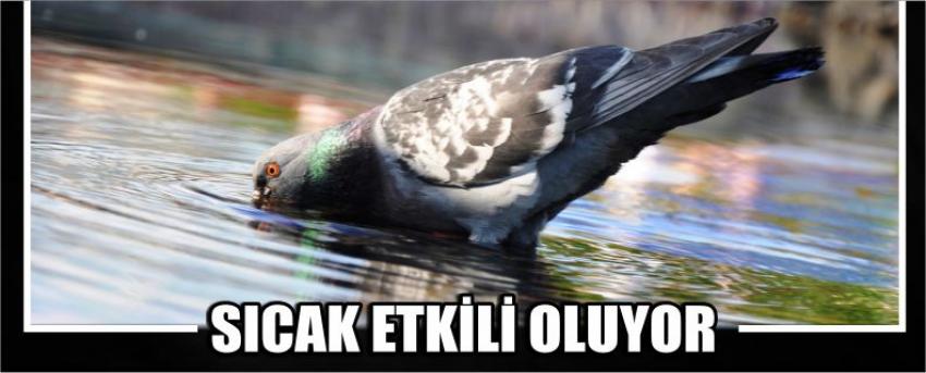 Sıcak Etkili Oluyor