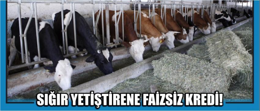 Sığır Yetiştirene Faizsiz Kredi!