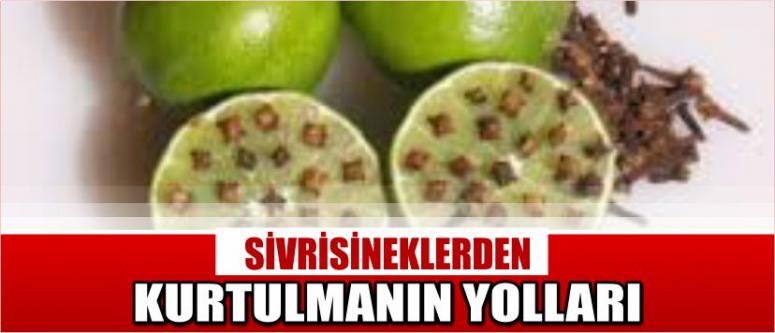 Ev Yapımı Sinekkovarlar 