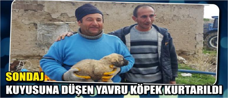 Sondaj Kuyusuna Düşen Yavru Köpek Kurtarıldı