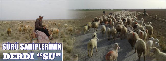 Sürü Sahiplerinin Derdi Su