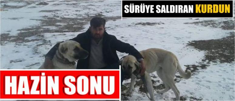Sürüye Saldıran Kurdun Hazin Sonu