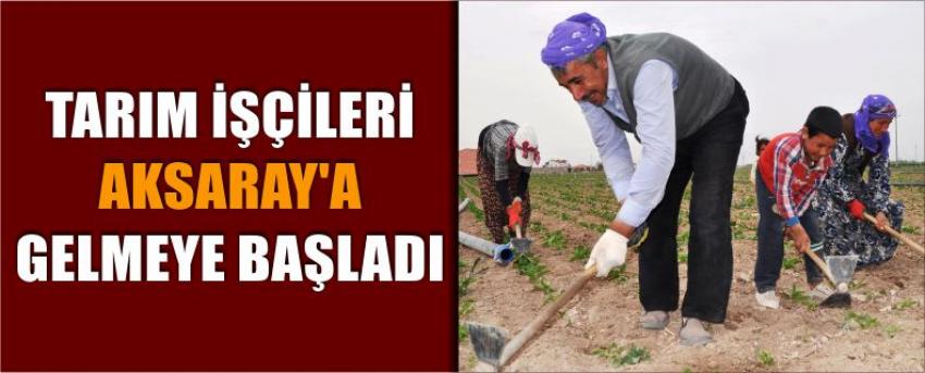 Tarım İşçileri Aksaray’a Gelmeye Başladı 