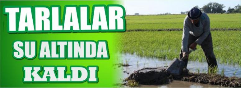 Tarlalar Su Altında Kaldı 