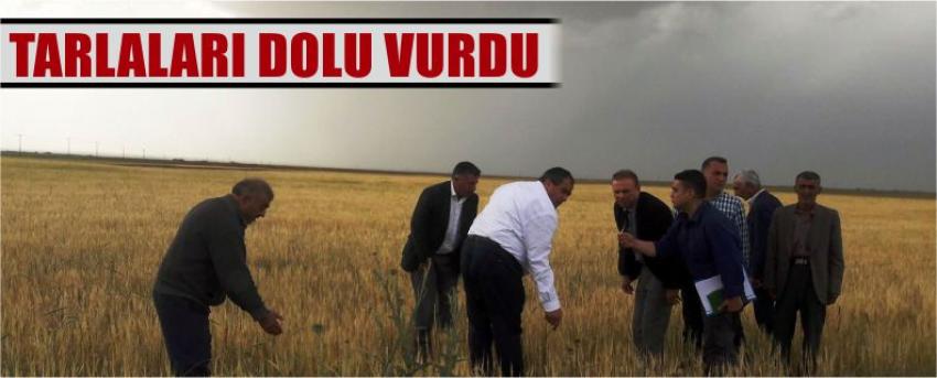 Tarlaları Dolu Vurdu