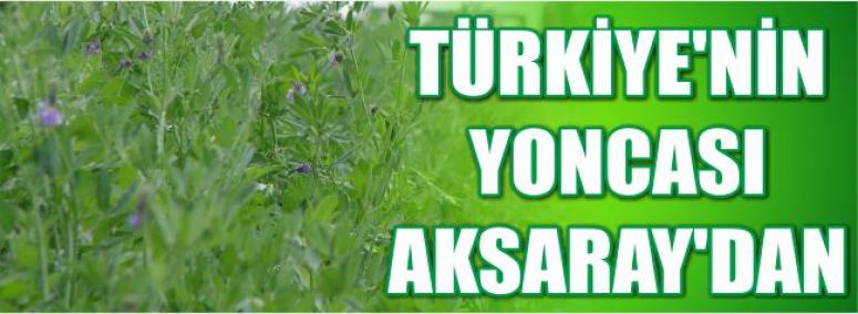Türkiye'nin Yoncası Aksaray’dan 