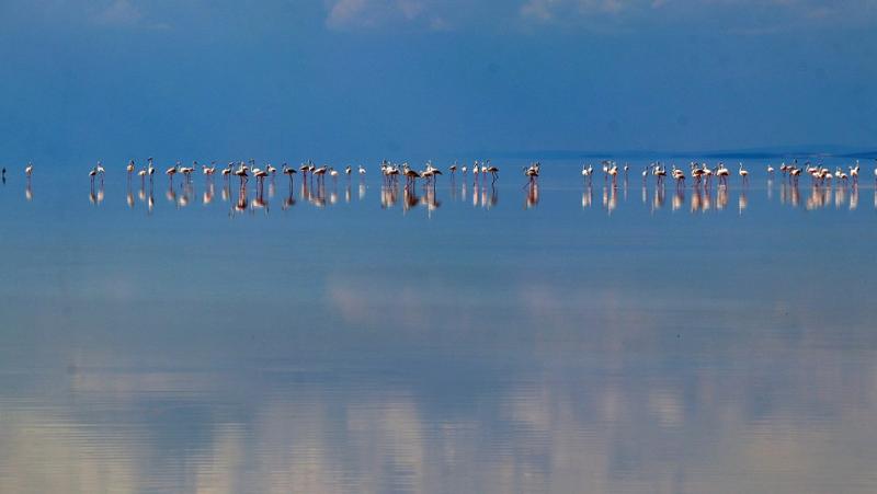 Tuz Gölü’nde Yavru Flamingo Şöleni