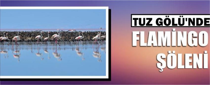 Tuz Gölü'nde Flamingo Şöleni