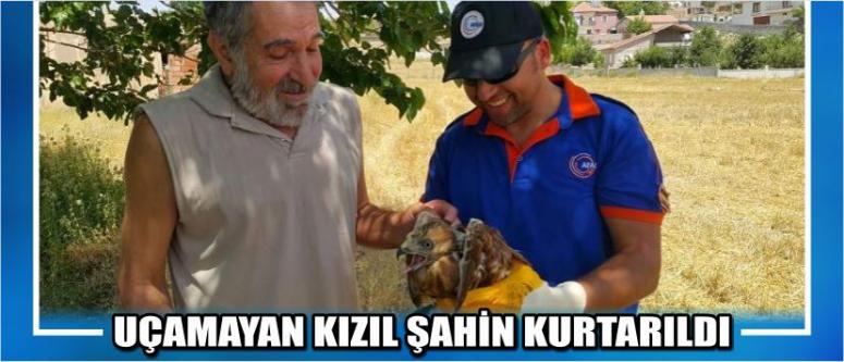 Uçamayan Kızıl Şahin Kurtarıldı