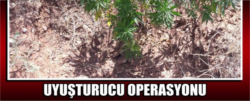 Uyuşturucu Operasyonu