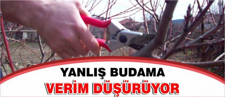 Yanlış Budama Verim Düşürüyor