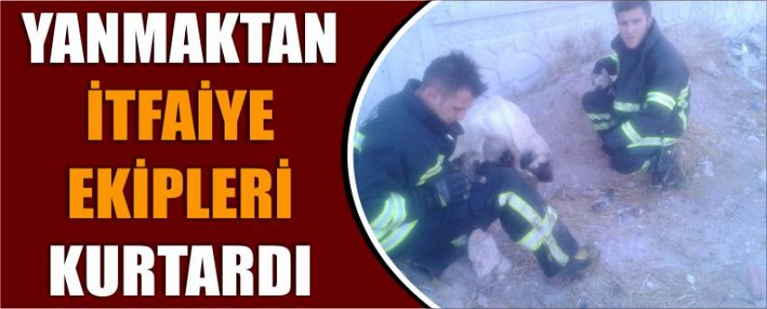 Yanmaktan İtfaiye Ekipleri Kurtardı