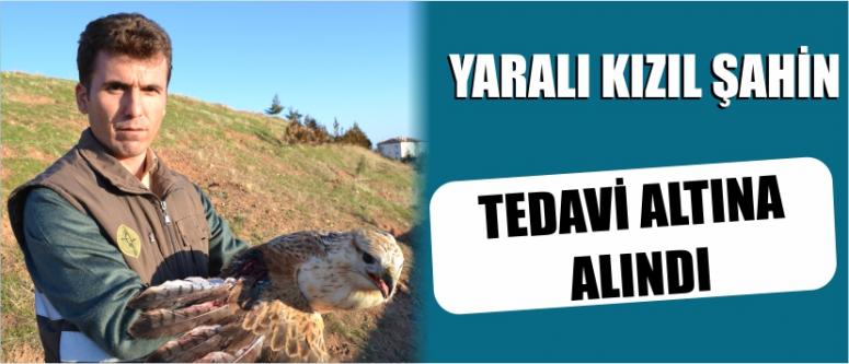 Yaralı Kızıl Şahin Tedavi Altına Alındı