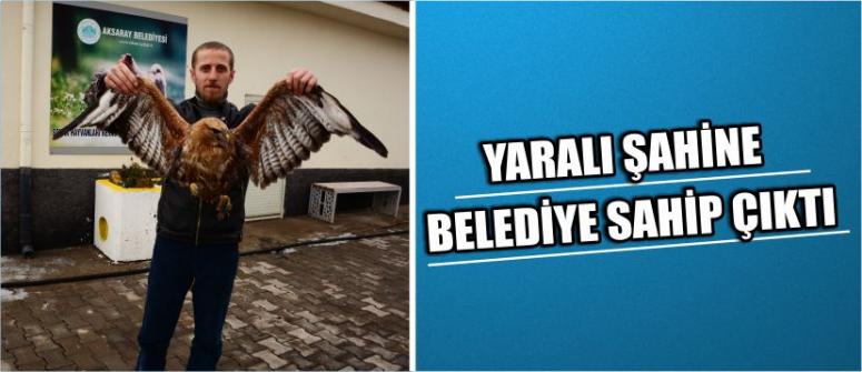 Yaralı Şahine Belediye Sahip Çıktı