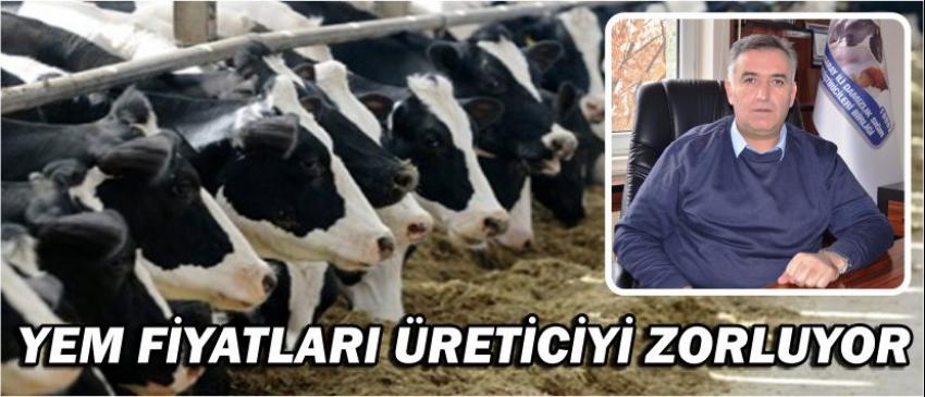 Yem Fiyatları Üreticiyi Zorluyor