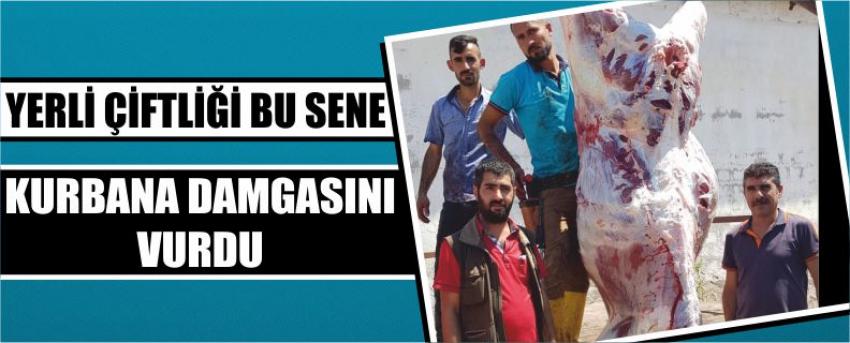 Yerli Çiftliği Bu Sene Kurbana Damgasını Vurdu