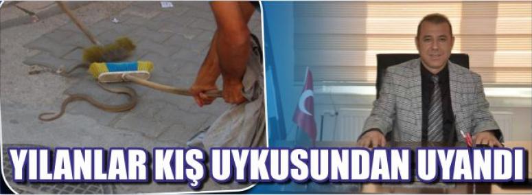 Yılanlar Kış Uykusundan Uyandı