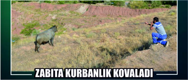 Zabıta Kurbanlık Kovaladı